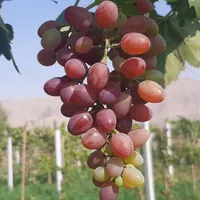 سرکه و ابغوره انگور قرمز خانگی|خوردنی و آشامیدنی|تهران, تختی|دیوار