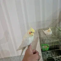 عروس هلندی لوتیتو مولد