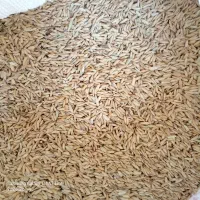 شلتوک بذری گوهر