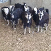 بزغاله ماده رش