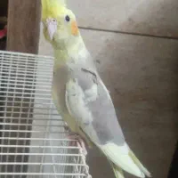 فروش جوجه عروس هلندی|پرنده|شاندیز, |دیوار