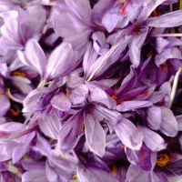 فروش زعفران از دست کشاورز