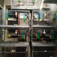 سهره ماده جوجه قفس تعداد