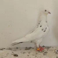 فروش دو تا کفتر ماده پرشی غریبگیری