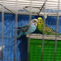 مرغ عشق مولد