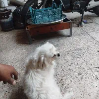 سگ پا کوتاه