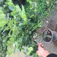 گل یاس گلدان ۳/۵