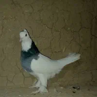 طوقی|پرنده|شیروان (خراسان), |دیوار