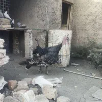 فروش بوقلمون سه عدد از روستا فرستادن جا ندارم