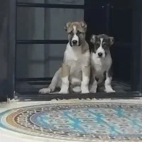 فروش سگ الابای