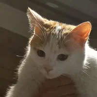 واگذاری گربه‌ ماده ۸ ماهه