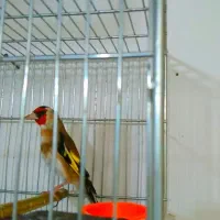 سهره ۴ گل و قناری مست شلاقی زنگی