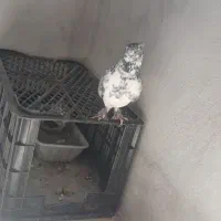 کفتر تیر ماهی