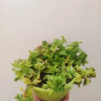 گل طبیعی|گل و گیاه طبیعی|شاهرود, |دیوار