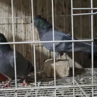 دو عدد سبز جوان اولین دهن دادن|پرنده|مسجد سلیمان, |دیوار