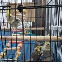 جوجه عروس هلندی