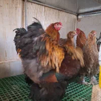 جوجه نیمچه مرغ خروس