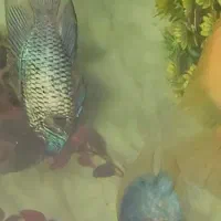 ماهی پرت و بلو