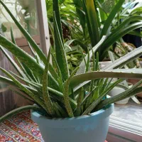 گیاه آپارتمانی