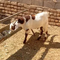 بزغاله افغانی نر