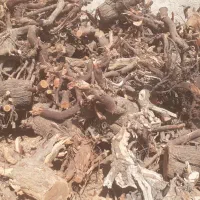 ریشه درخت
