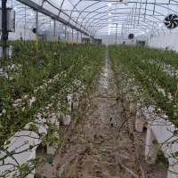 واگذاری-گلخانه