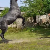 اسب ترکمن مادیان