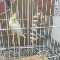 عروس هلندی|پرنده|کنگاور, |دیوار