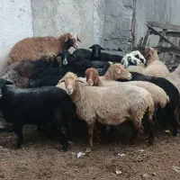 گوسفند آبستن