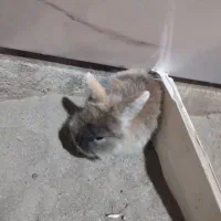 بچه خرگوش ۲۰ روزه