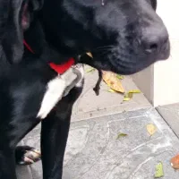 سگ شکاری|سگ|رشت, حمیدیان|دیوار