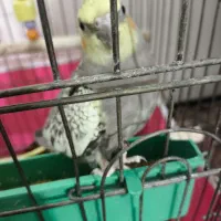 جوجه عروس هلندی ۲ ماهه