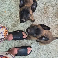 مالینویز|سگ|کرمان, |دیوار