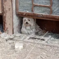 ....|سگ|بابا حیدر, |دیوار