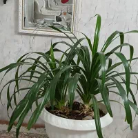 گل پاندانوس بسیار زیبا