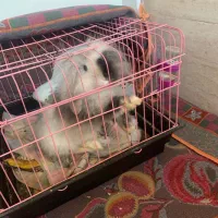 خرگوش لوپ|موش و خرگوش|باقرشهر, |دیوار