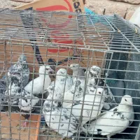 کبوتر ۸۰ تا ۱۵۰|پرنده|جیرفت, |دیوار