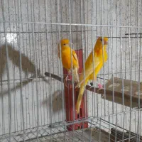 ساعت سرخ قنا ری