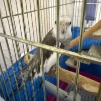 پرنده گمشده عروس هلندی|پرنده|شاهین‌شهر, مخابرات (شهید بهشتی)|دیوار