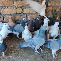 پرنده فروشی|پرنده|باغ بهادران, |دیوار