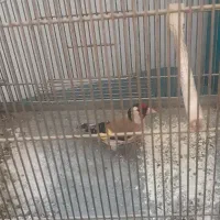 سهره سرسیاه