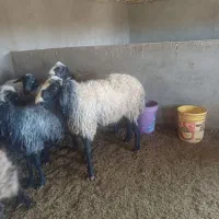 قوچ نژاد شال|حیوانات مزرعه|شال, |دیوار