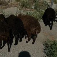 بره نر۳۰کیلو تا ۳۵ برای قربانی