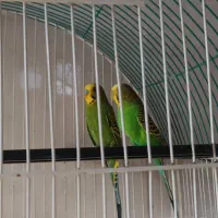 یک جفت مرغ عشق مولد روی تخم|پرنده|اهر, |دیوار