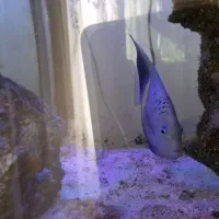 ماهی اکواریوم آب شور فرشته ی عمان|ماهی|اندیشه, اندیشه فاز ۵|دیوار