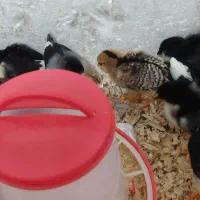 جوجه گلین لری