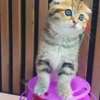 بچه گربه اسکاتیش فولد