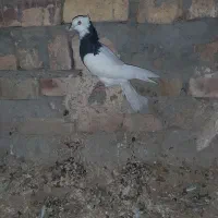 کبوتر فروشی معامله هم میشن|پرنده|سراوان, |دیوار