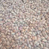 لوبیا چیتی محلی