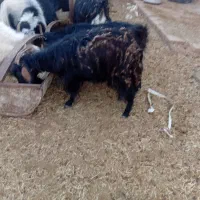 فروش بز|حیوانات مزرعه|برزک, |دیوار